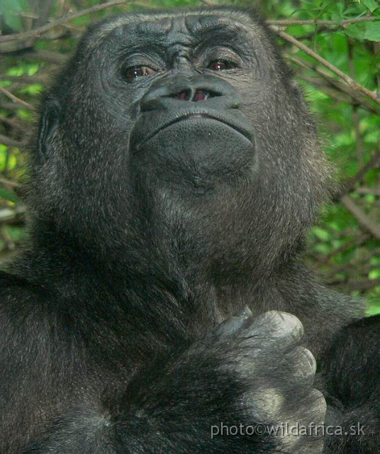 congo gorilla 10.jpg - What do you want?